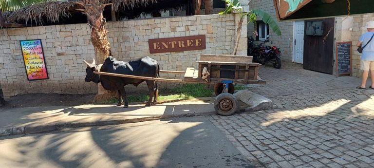 Nosy Be : zébu tirant une charrette dans le quartier de Madirokely à Madagascar Caption: Description: