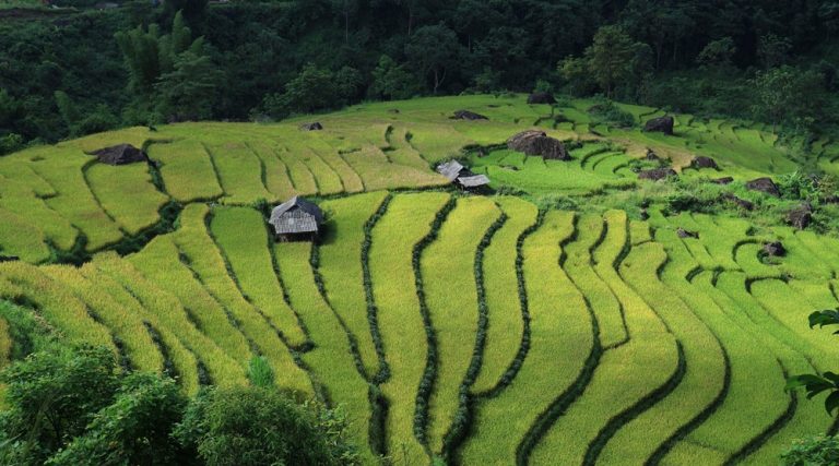 Lush green rice terraces cascading across the mountains of northern Vietnam