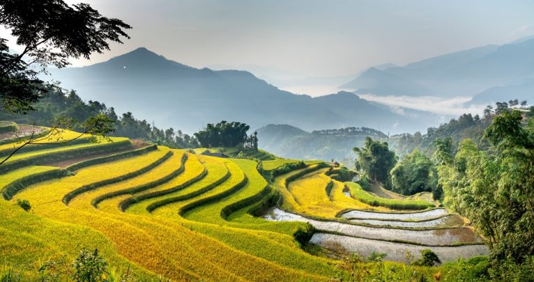 Golden rice terraces in Sapa, one of the best things to do in Vietnam for nature lovers and hikers