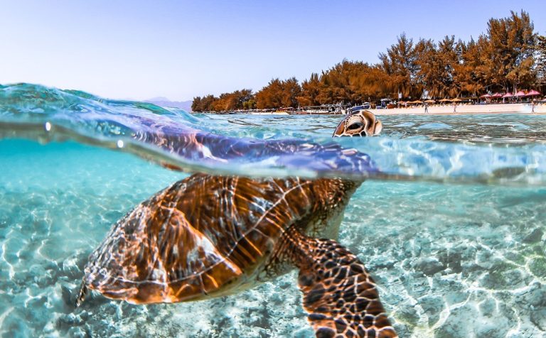 Sea turtle swimming through crystal-clear water during a snorkeling tour in the Gili Islands.