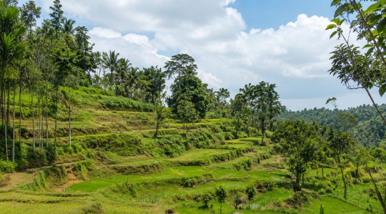 Kuta Lombok Travel Guide – lush green rice terraces in Tetebatu village surrounded by tropical forest in central Lombok.