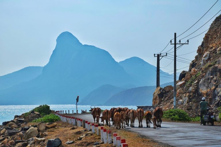 Scenic coastal road on Con Dao Island with cattle walking beside the sea and mountains