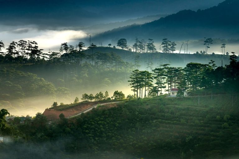 Misty pine forests near Da Lat during the best time to visit Vietnam