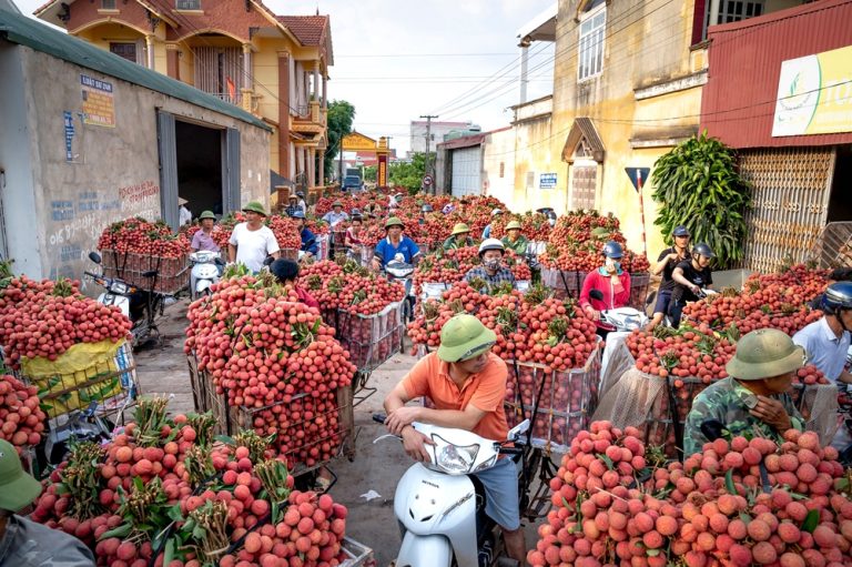 Vietnam Itinerary: Motorbikes loaded with fresh lychees during the harvest season in Northern Vietnam