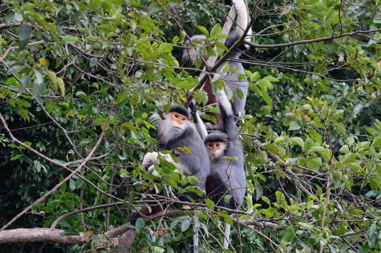 Red-shanked douc langurs resting in the forest canopy on Son Tra Peninsula in Da Nang