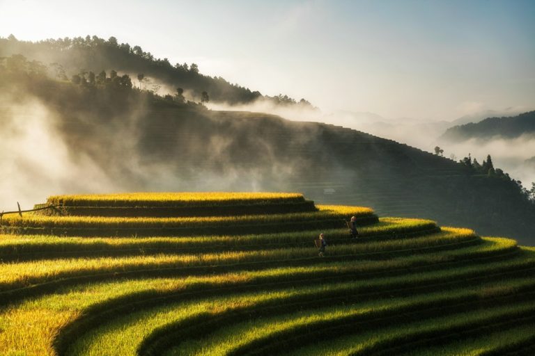 Golden rice terraces in Sapa during the best time to visit Vietnam