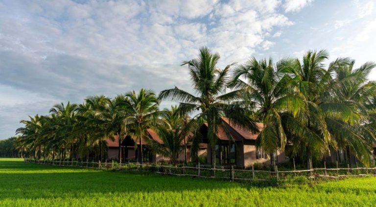 Traditional villas at Thala Tra Vinh surrounded by lush rice fields and coconut palms, offering a peaceful countryside retreat in the Mekong Delta.