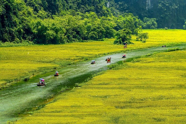 Rowing boats travelling along the Ngo Dong River through golden rice fields in Tam Coc