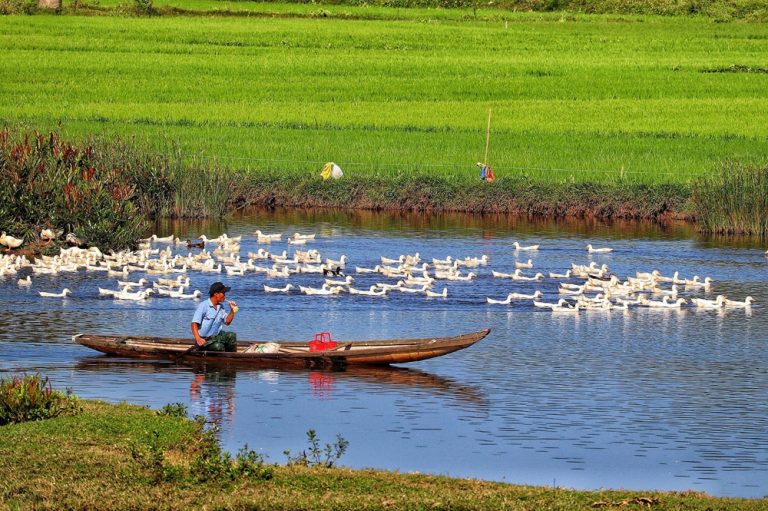 Farmer in a wooden boat beside a flock of ducks and green rice fields in Vietnam