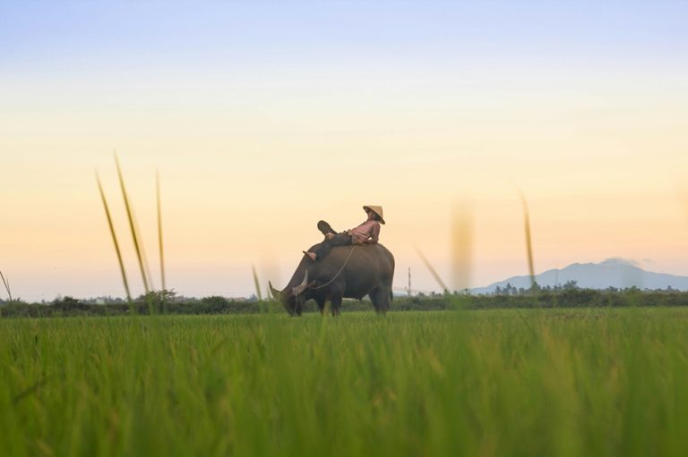 Farmer riding a water buffalo through a green rice field in rural Vietnam at sunset.
