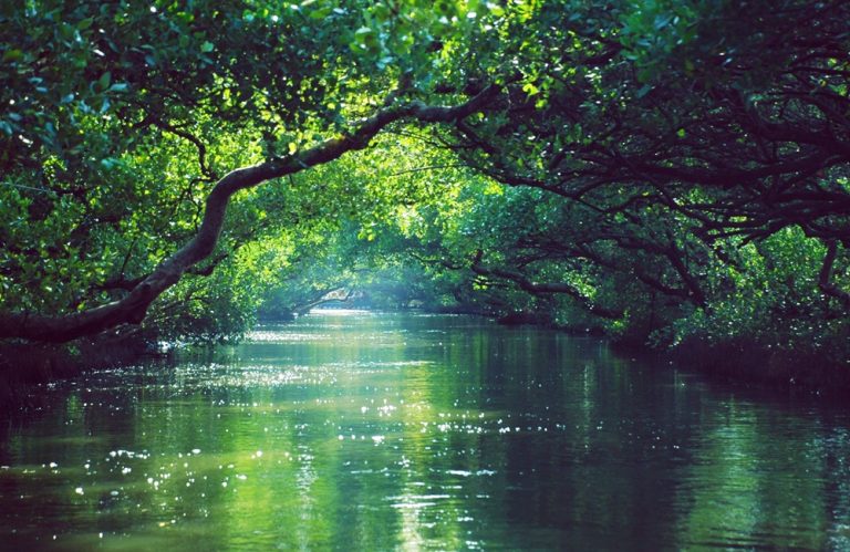 Sicao Green Tunnel with dense mangrove trees arching over the peaceful waterway in Tainan Caption Description